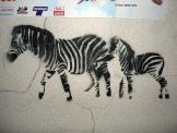 zebras - detail view (opens popup window)