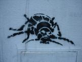 beetle - detail view (opens popup window)